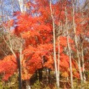 ガラドリエル様。