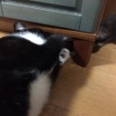 46日目