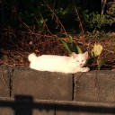 月曜　〓ラジオと作業と〓