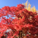 紅葉