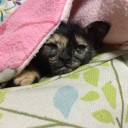 54日目