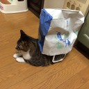 56日目