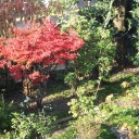 紅葉の秋　本番