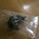 60日目