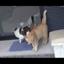 とらとのら・・・・