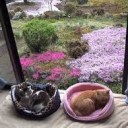 とらとのら・・・・