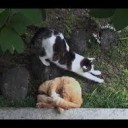 とらとのら・・・・