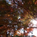 お天気がいいので