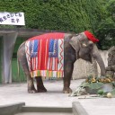 円山動物園にゾウ復活！？