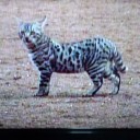 あこがれのおネコ様は
