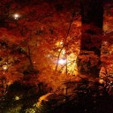 京都の紅葉