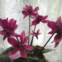 冬の花