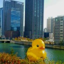 ラバーダックに会って来た！