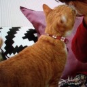 泣くと慰めてくれるおネコ様を