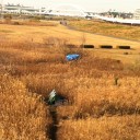 金髪の草原