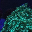 火曜　〓祝日と水族館と〓