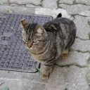 ネコ