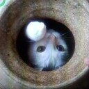 殿白猫説を推す（笑）