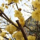 微かに、春