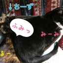 今日のネコちゃんず