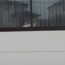 (・ω・()もっきゅ（お散歩行ってくるもきゅ～♪）