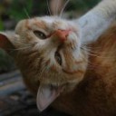 ねこごろし・・・