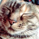 猫との暮らし