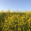 菜の花が咲きました