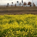 菜の花が咲きました