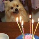 わんこお誕生月