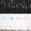 白鳥が来た
