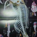 魚の骨!!