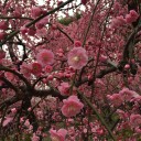 梅の花