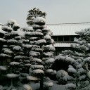 名古屋３月としては３年ぶりの積雪！