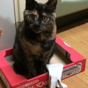 最近のネコちゃんず