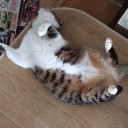 最近のネコちゃんず