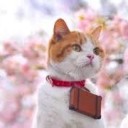 でし・・・・
