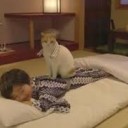 でし・・・・