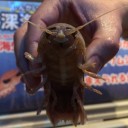 BUG相手にミラクルはあかん…(GPT京都@ファミコンくん二号店と雑記)