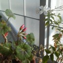 それでも花は咲く。