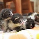 てつだわせる・・・