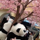 桜パンダ