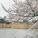 　春爛漫