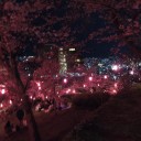 夜桜