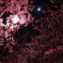 夜桜