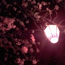 夜桜