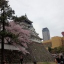 妻子は花見、タワシは仕事♪