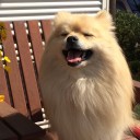 犬笑ふ