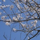 桜坂