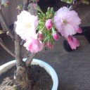 4月　